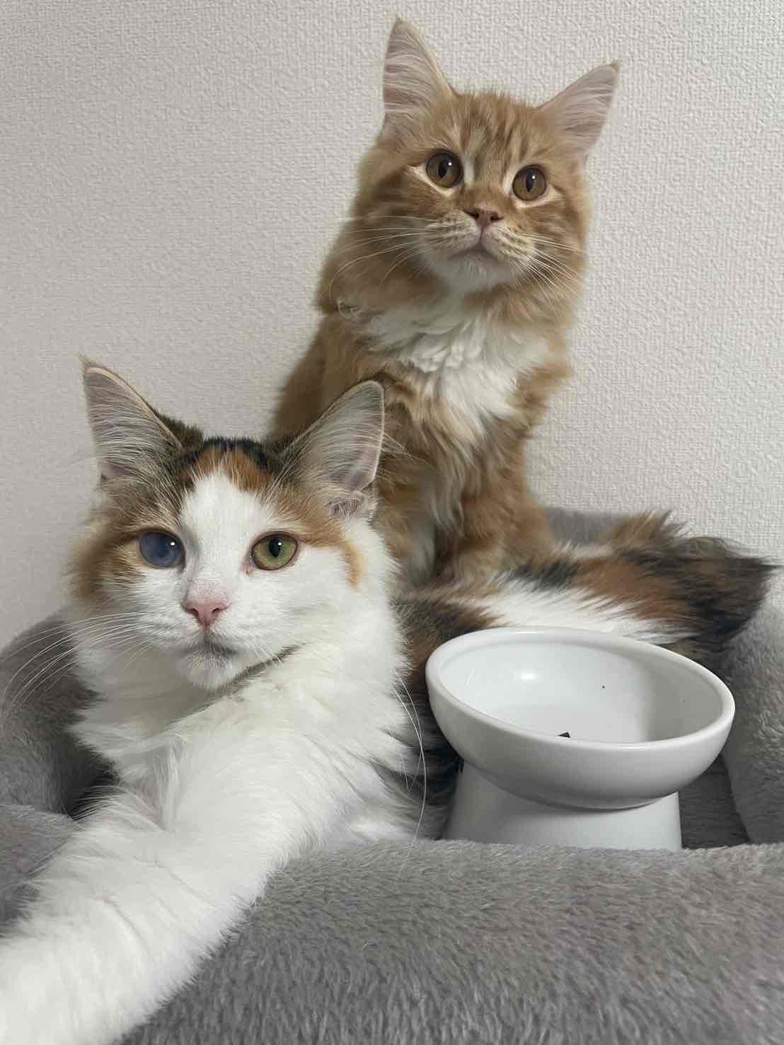 仲良く並ぶ猫たち