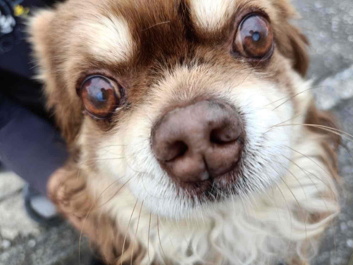 犬の目のクローズアップ