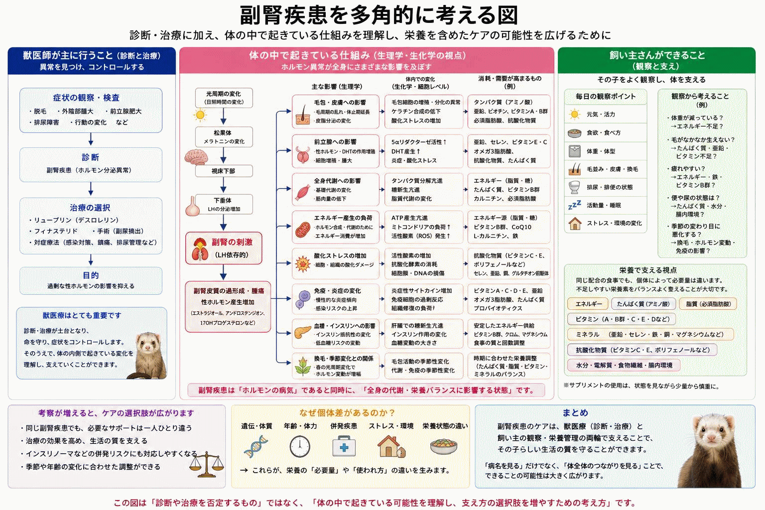 副腎・肝臓・腎臓